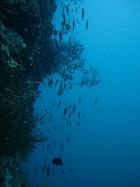 View from 12 metres depth, Fiji.