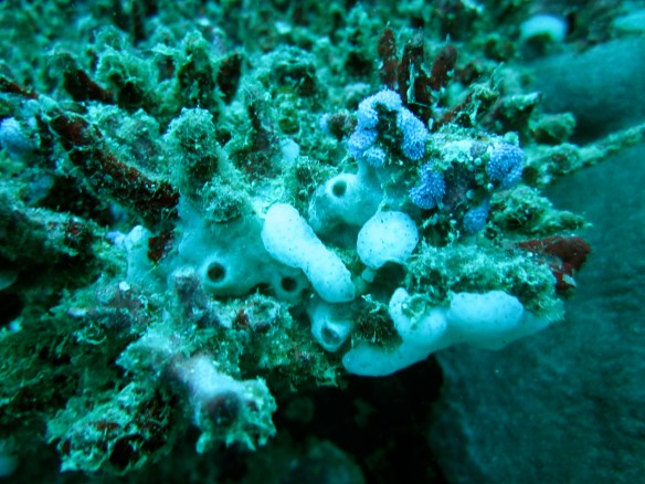 Leave nothing but bubbles, take nothing but photographs and memories.