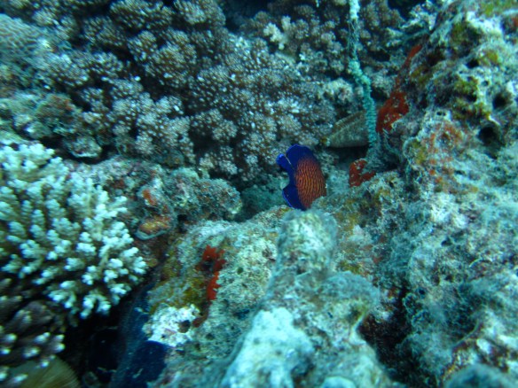 All the pretty fishes!