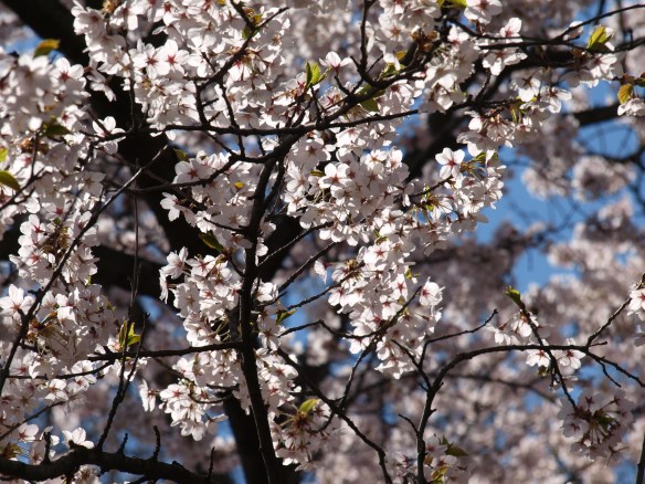 Sakura blossoms, please shield me from the sun
