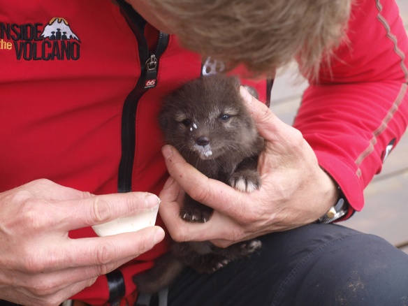 Flame, the orphaned baby arctic fox